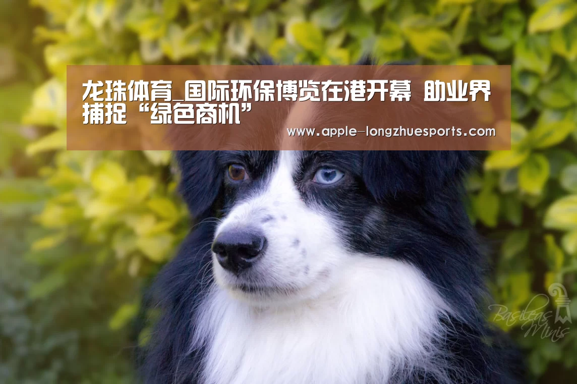 龙珠体育